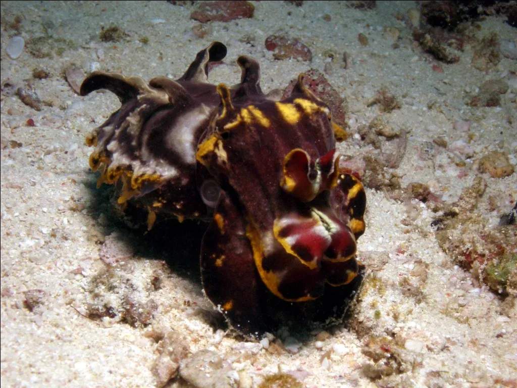 Flamboyant cuttlefish, Malapascua — macro underwater photography