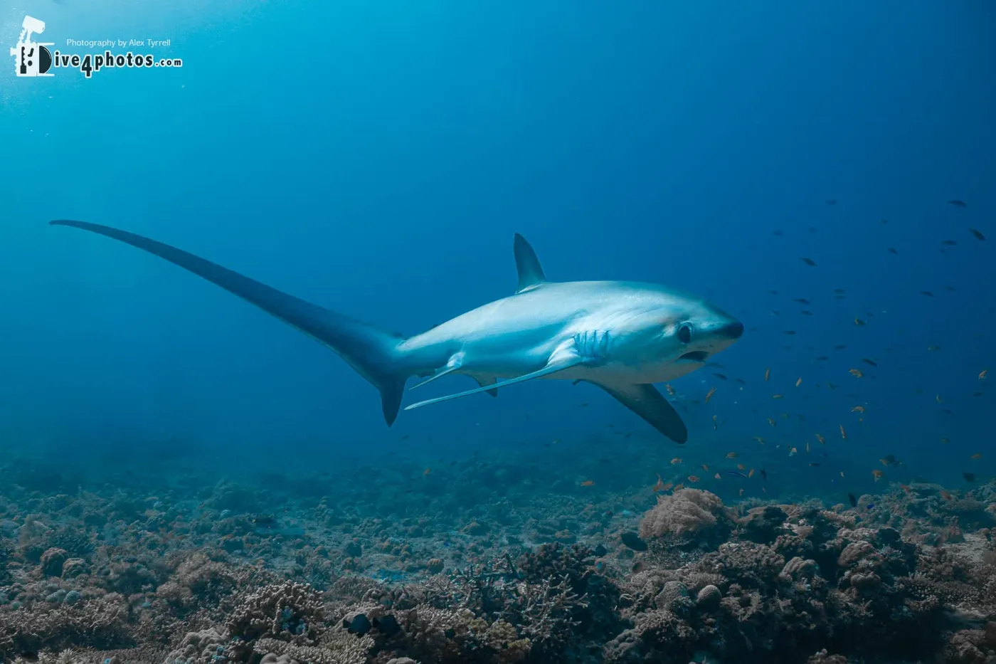 Thresher shark at Kimud Shoal, Malapascua